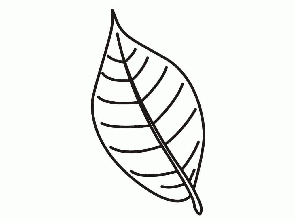 Bonita Hoja