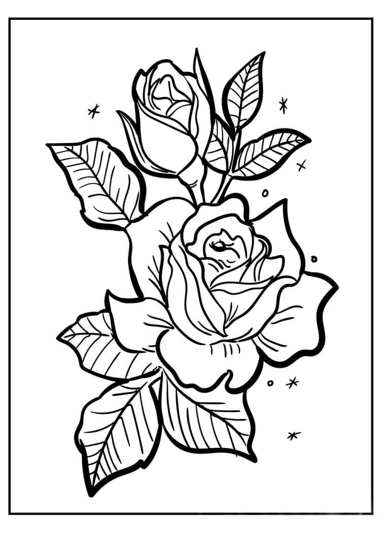 Bonita Rosa