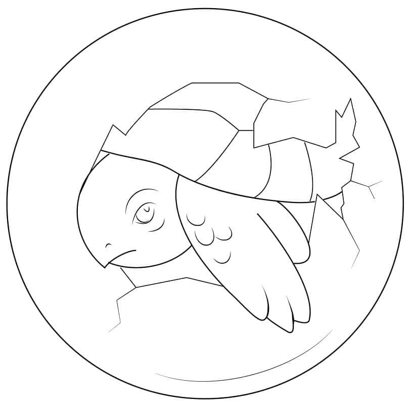 Bonita Tortuga