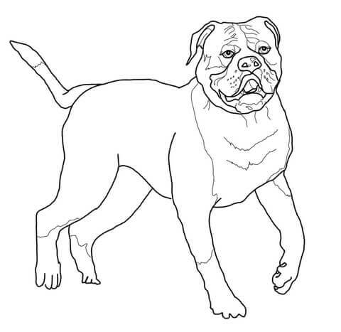Bonito Bulldog
