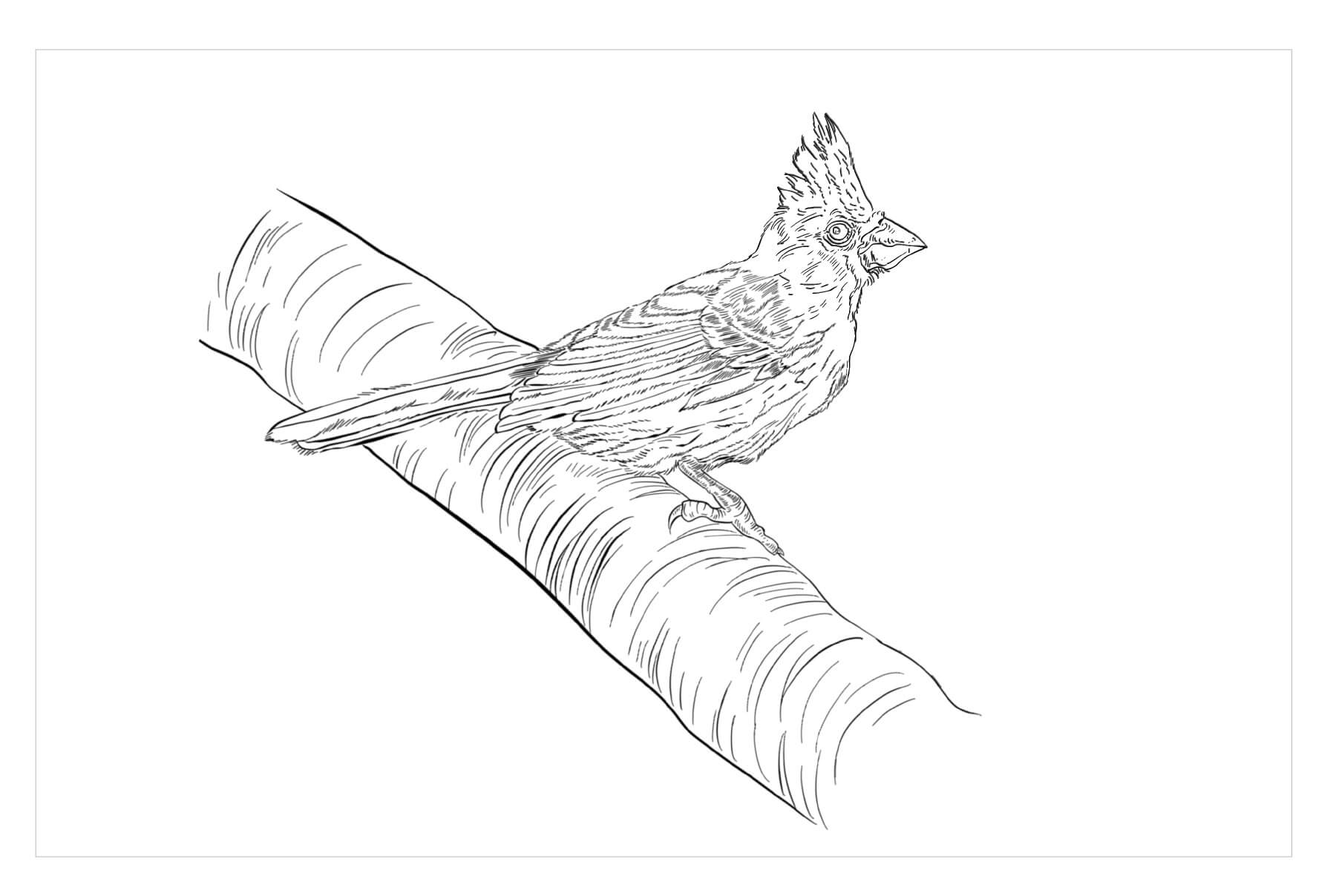 Bonito Cardenal