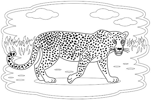 Bonito Leopardo