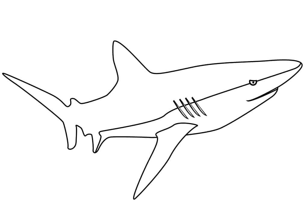 Bonito Tiburón