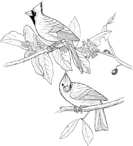 Buen Cardenal
