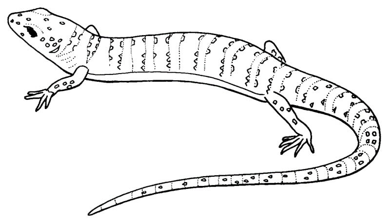 Buen Lagarto