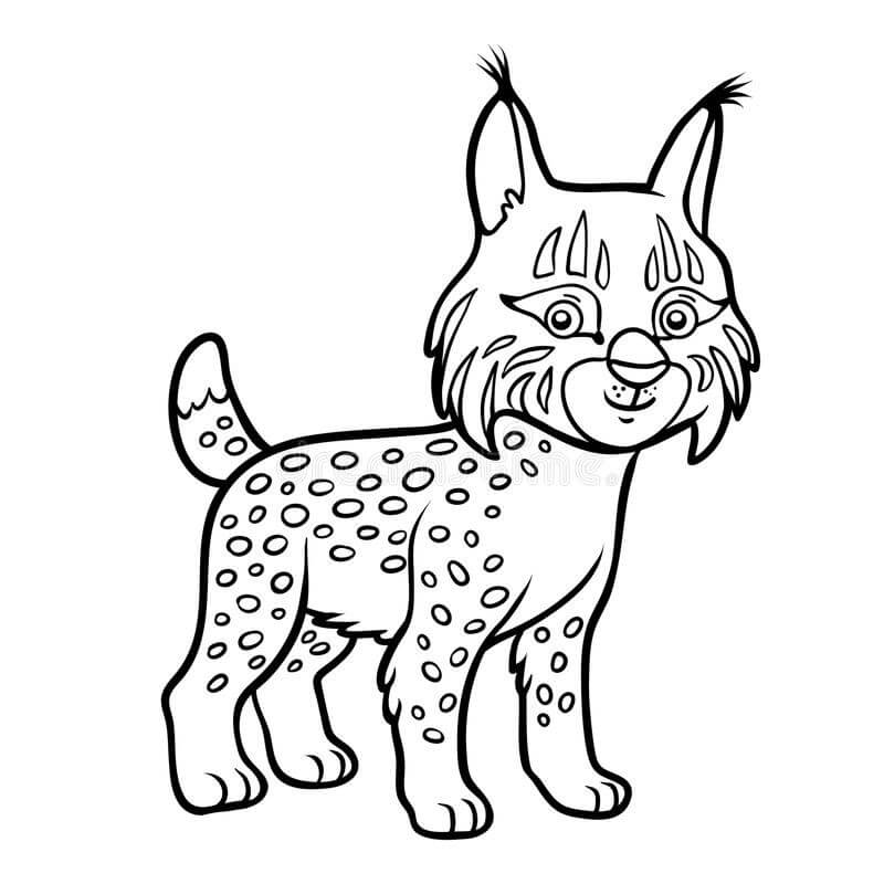 Buen Lince