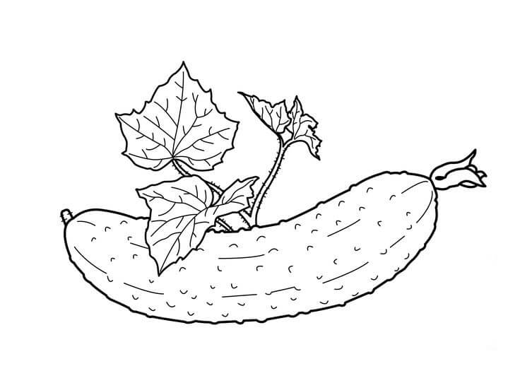 Buen Pepino