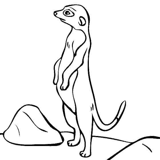 Buen suricata