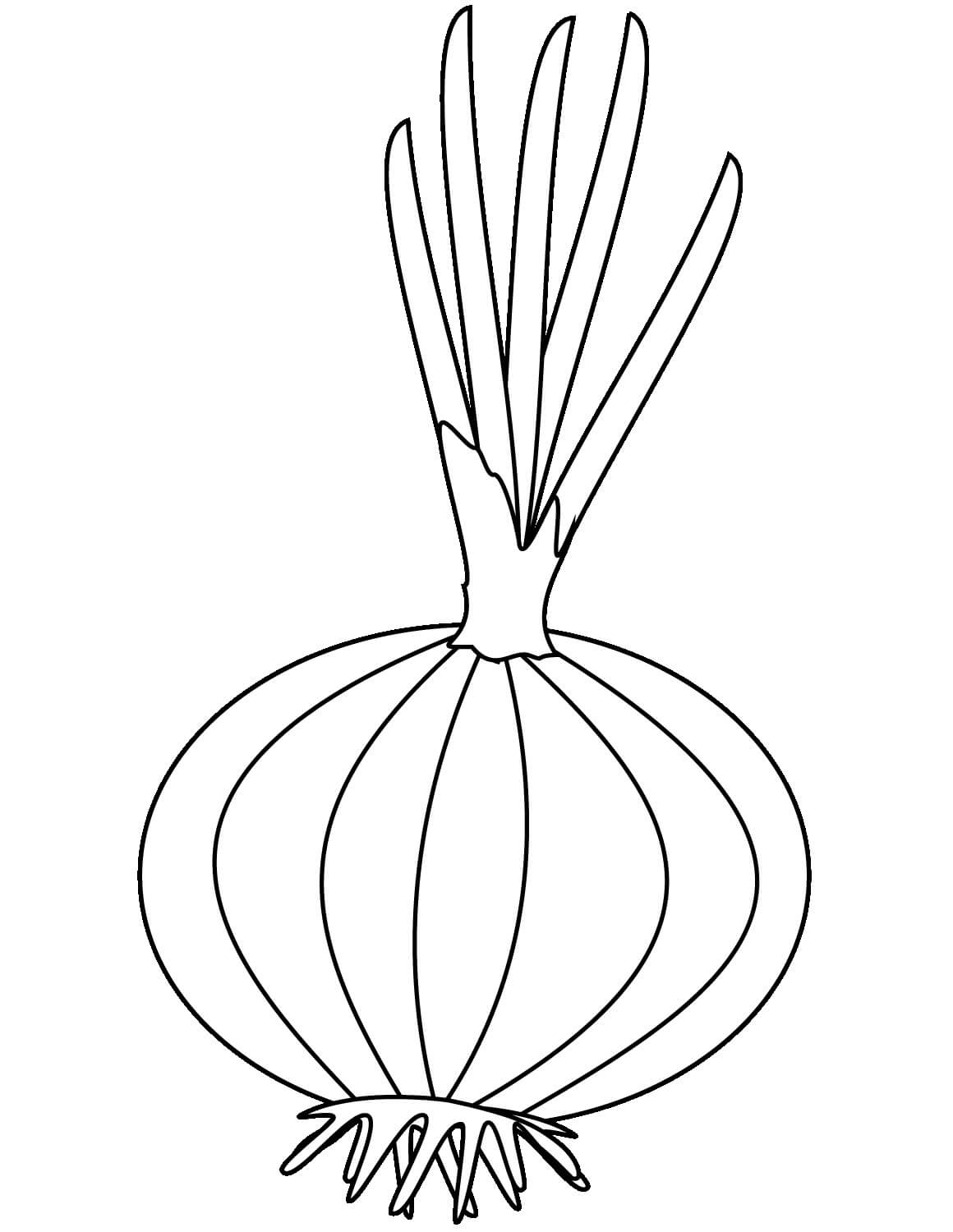 Buena Cebolla