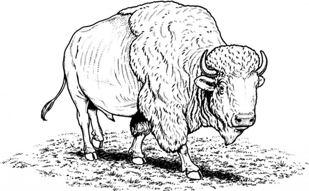 Búfalo Básico