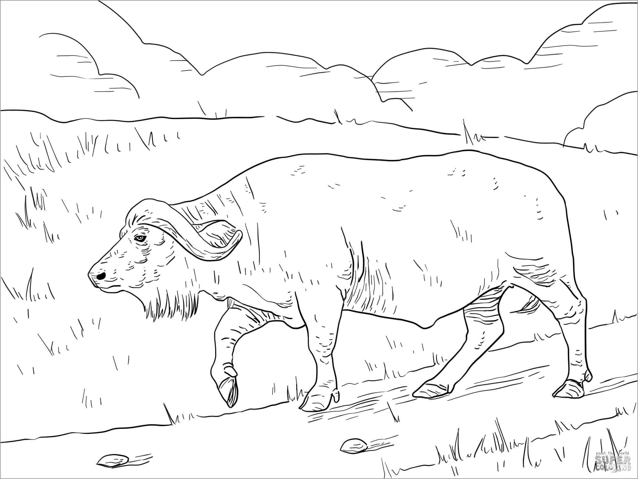 Búfalo Caminando