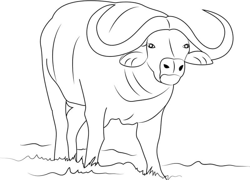 Búfalo Simple
