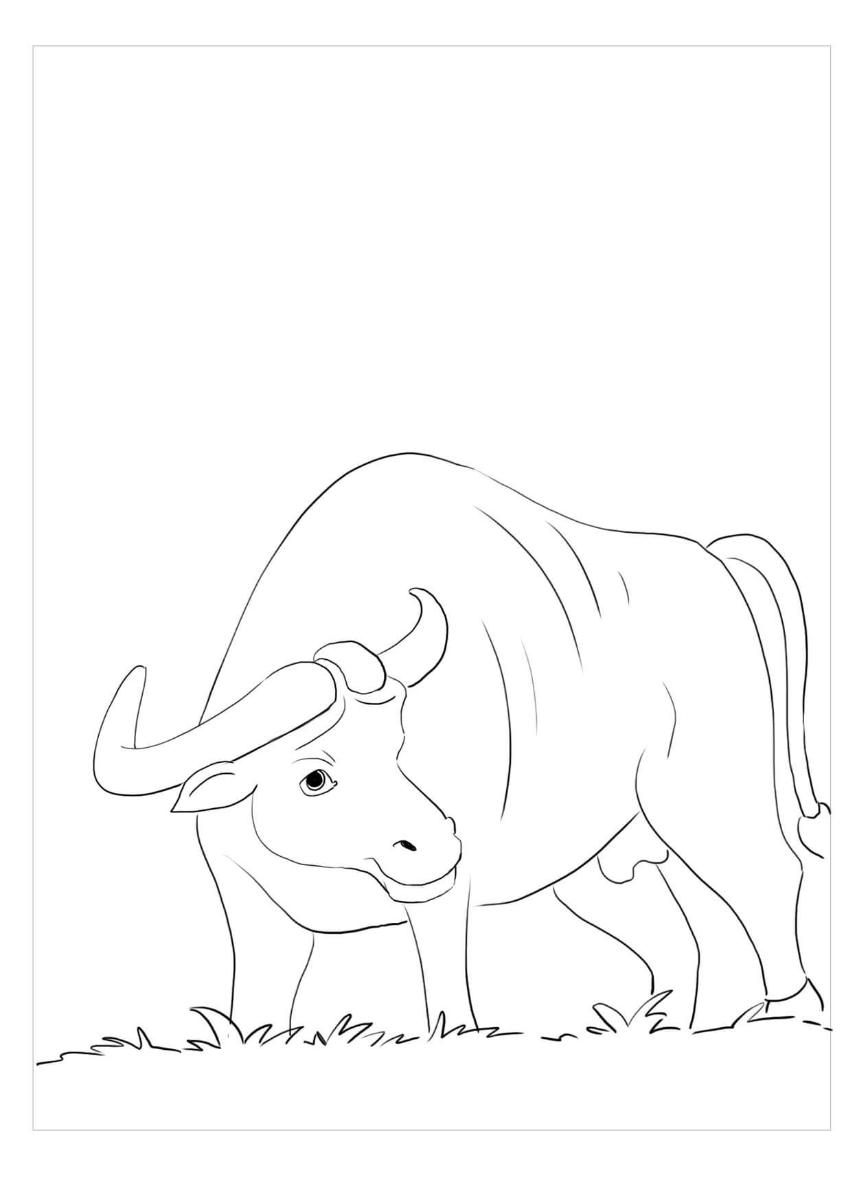 Búfalo con Hierba