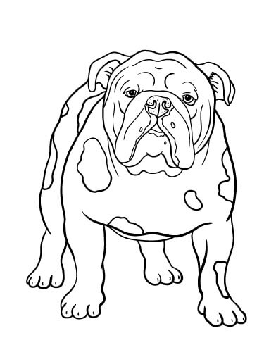 Bulldog Básico