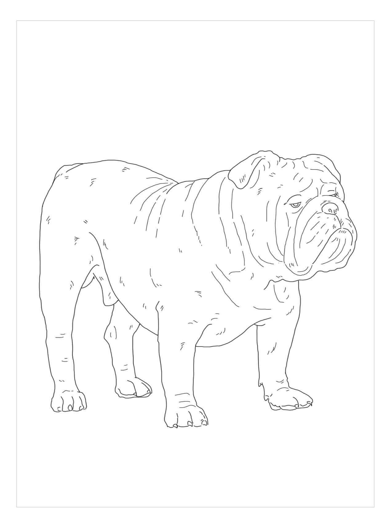 Bulldog Inglés