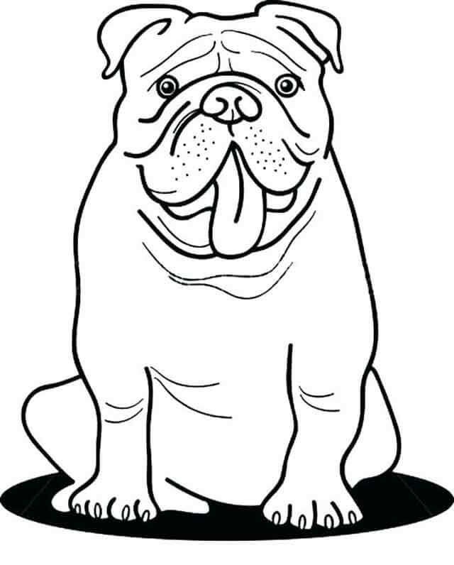 Bulldog Lindo