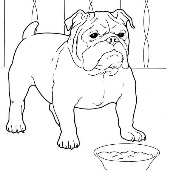 Bulldog Normal