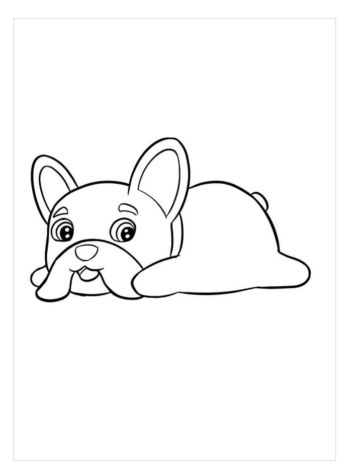 Bulldog Perfecto