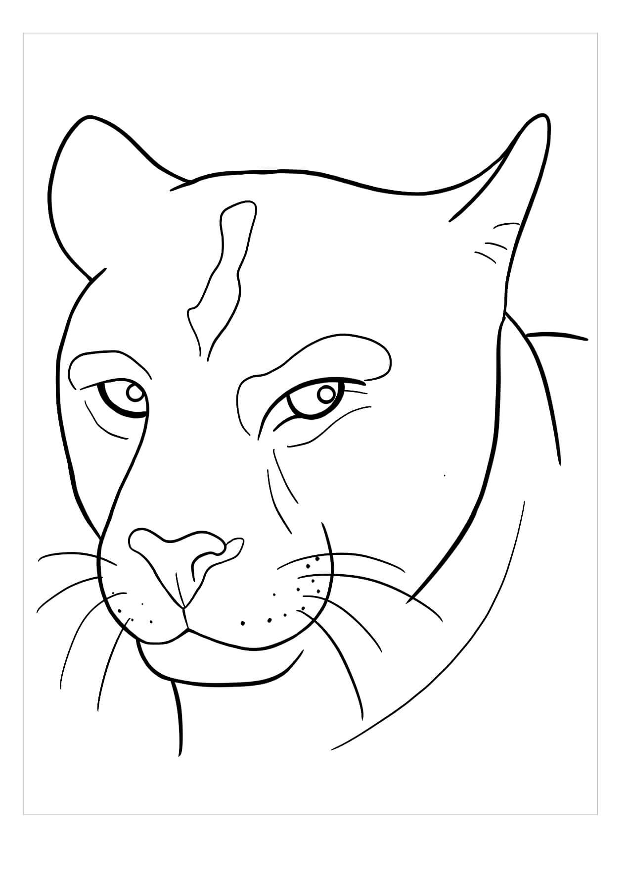 Cabeza de Puma