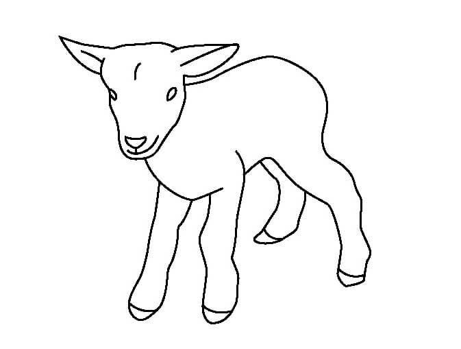 Cabra Bebé