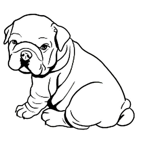 Cachorro Bulldog Gordo