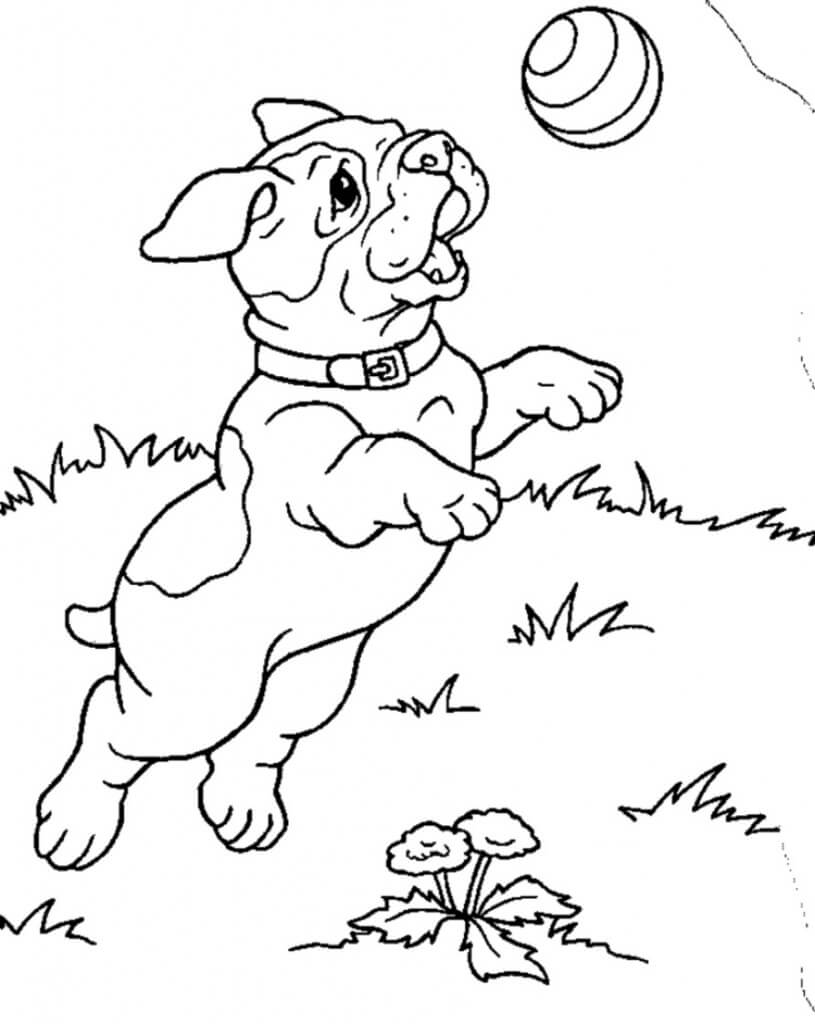 Cachorro De Insecto