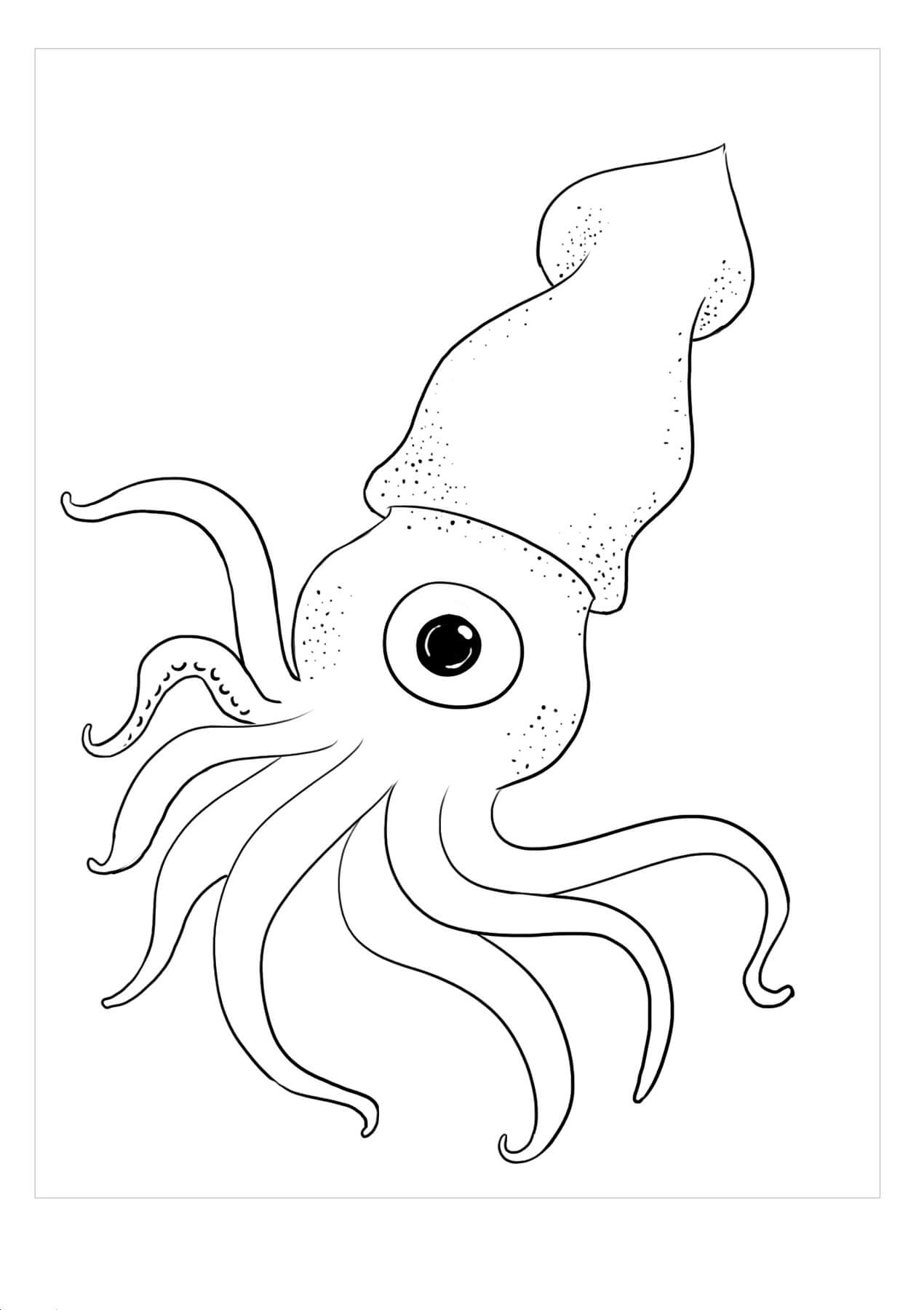 Calamar Un Ojo