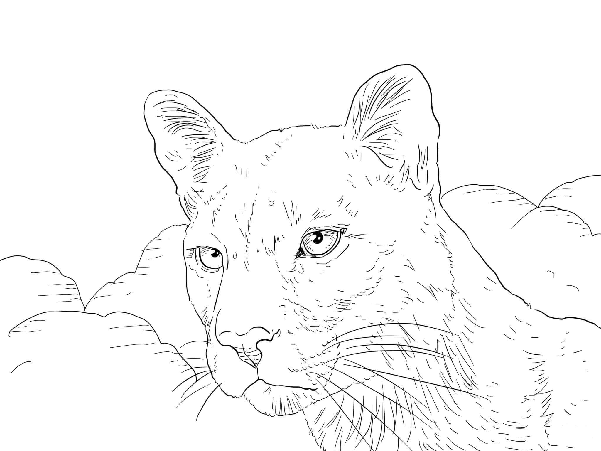 Cara Florida Panther