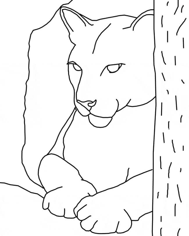 Cara Puma