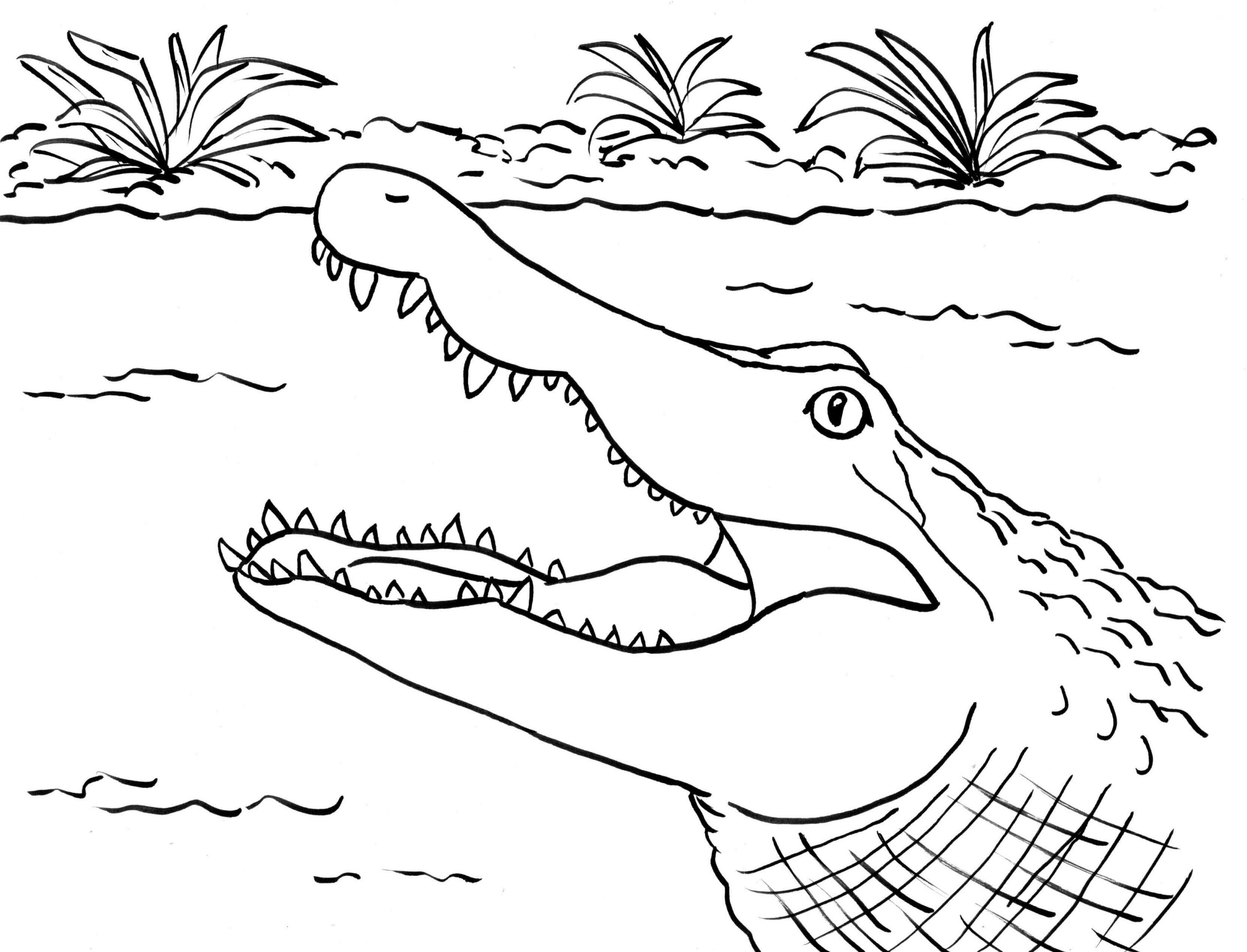 Cara de Cocodrilo