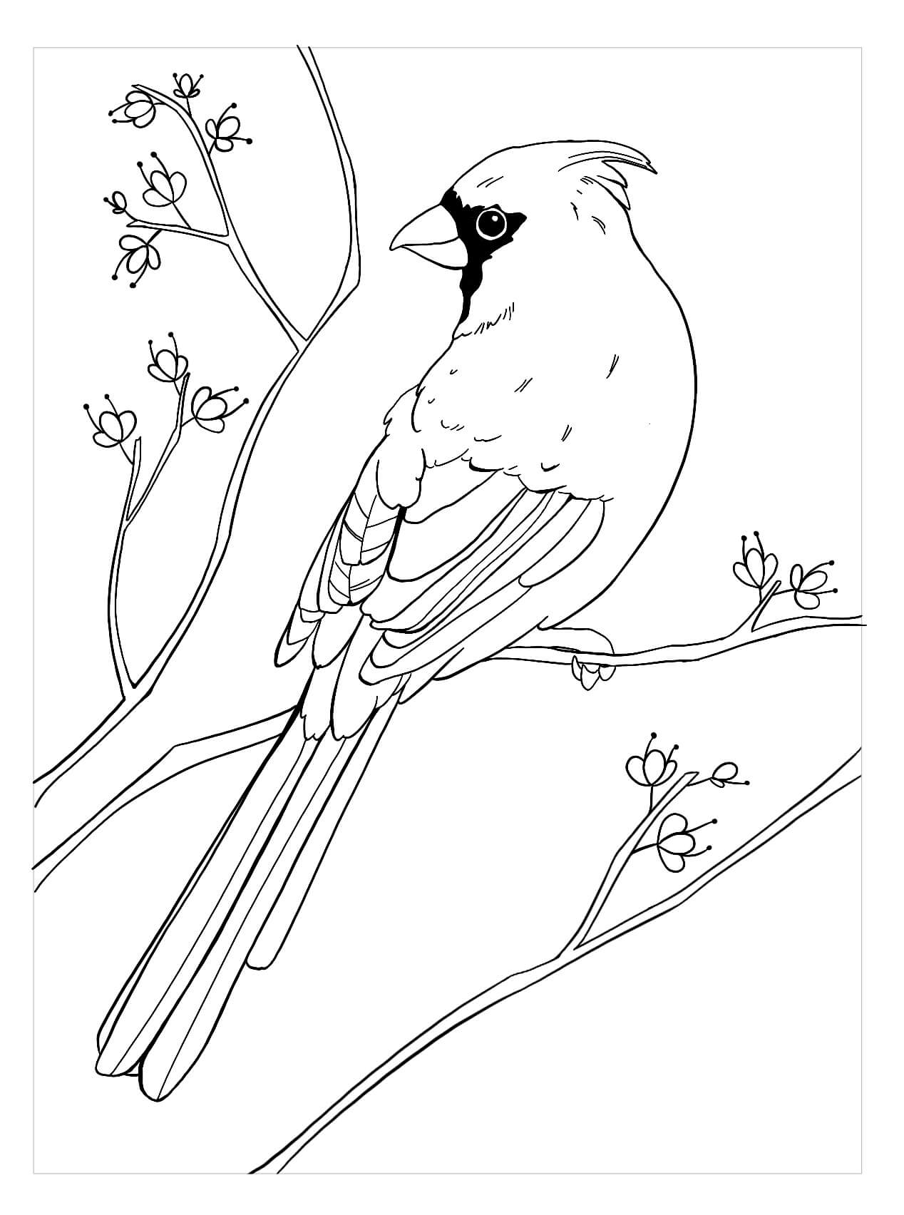 Cardenal Agradable