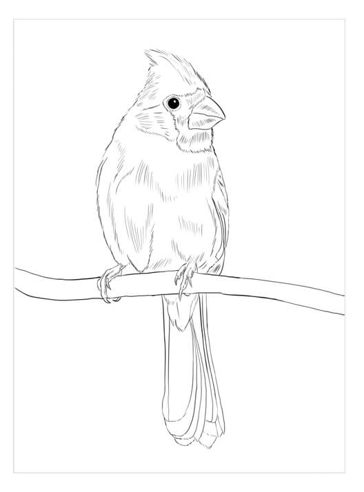 Cardenal Amarillo