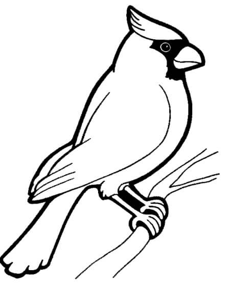 Cardenal Básico