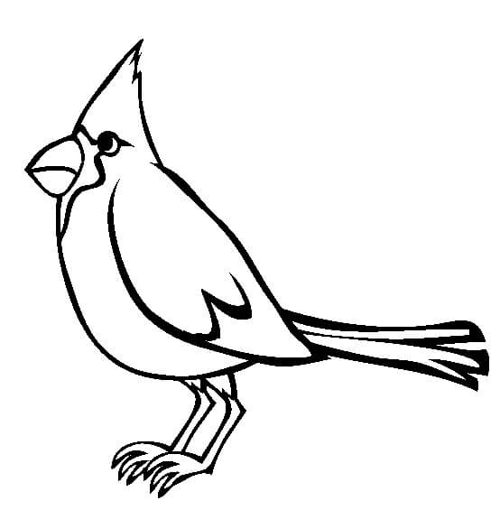 Cardenal Dibujo