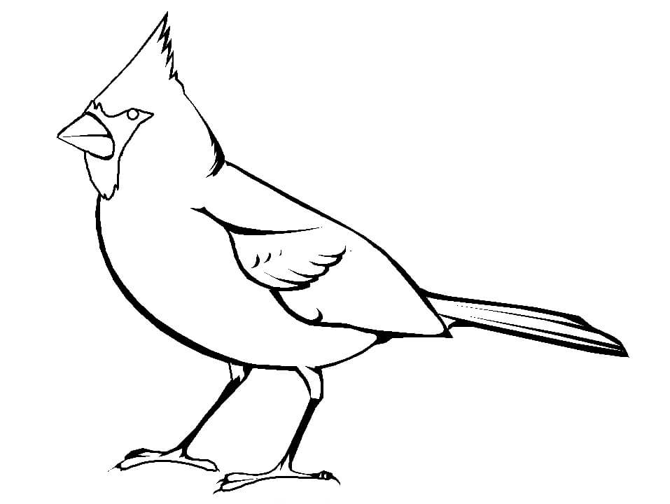Cardenal Impresionante