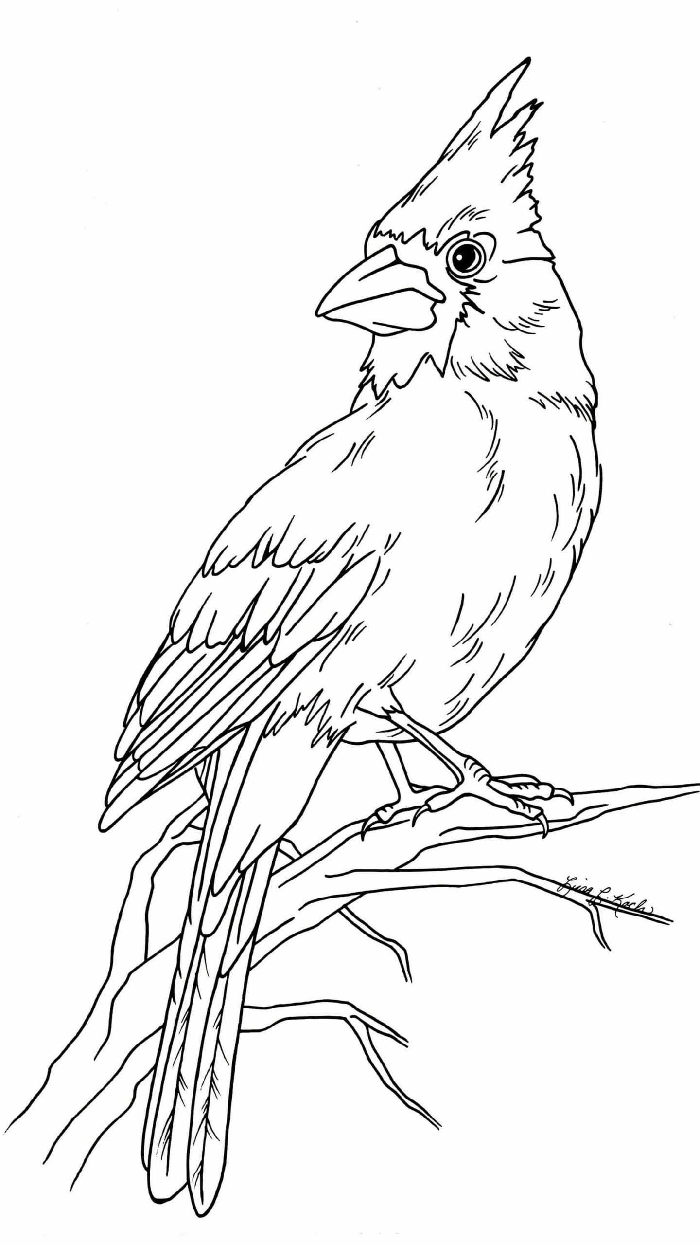 Cardenal Imprimible