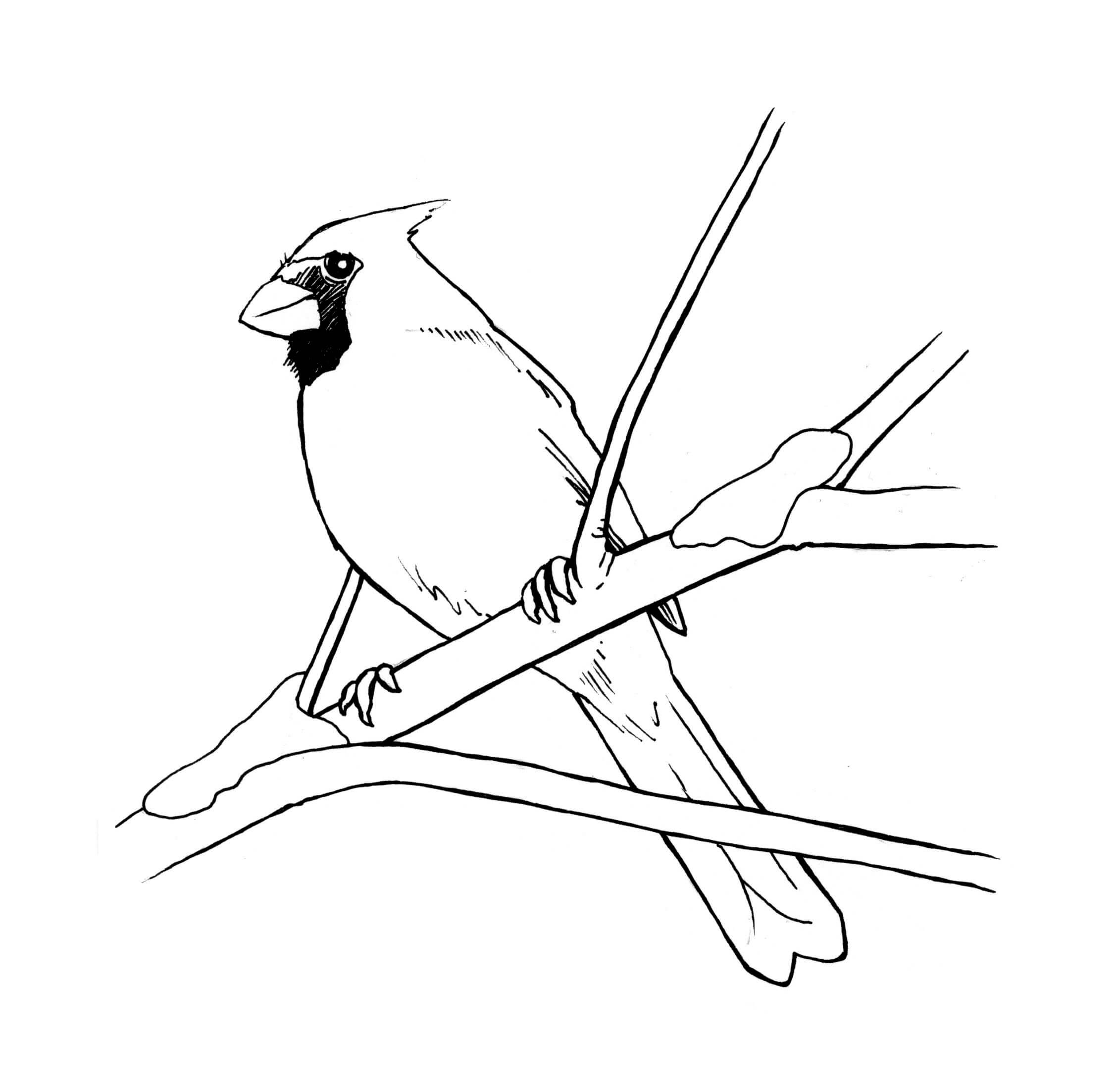 Cardenal Increíble