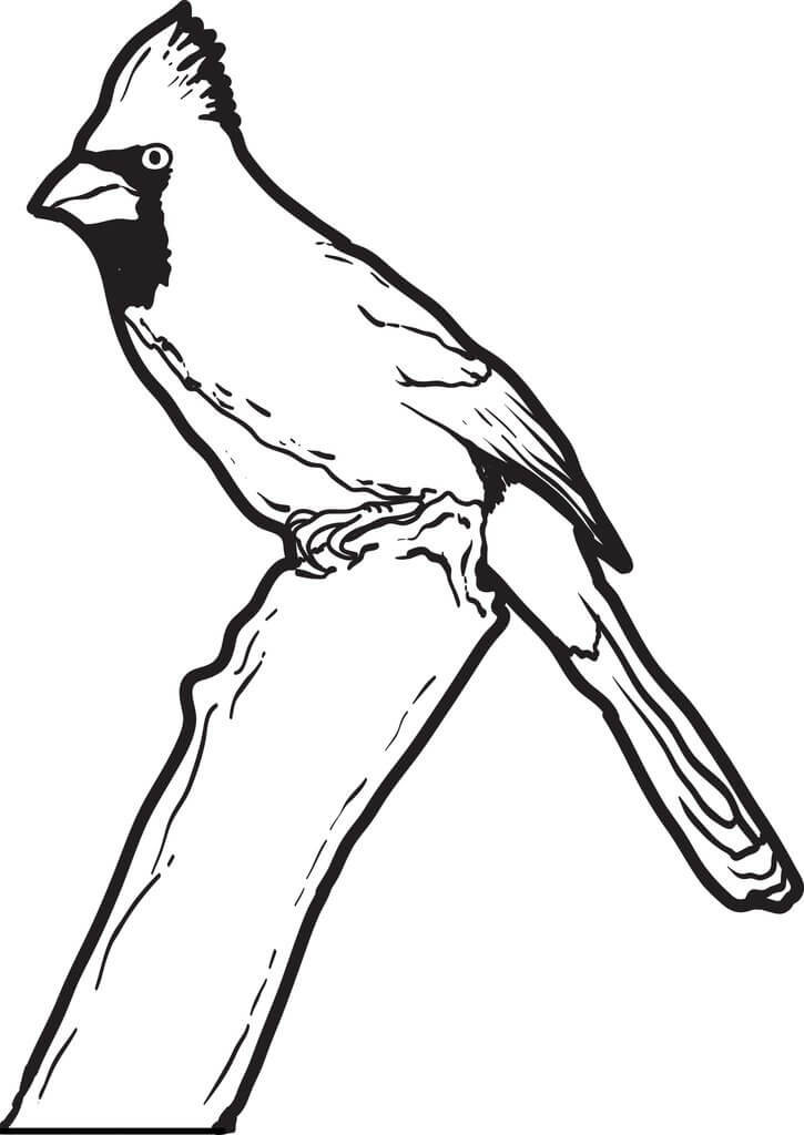 Cardenal Normal