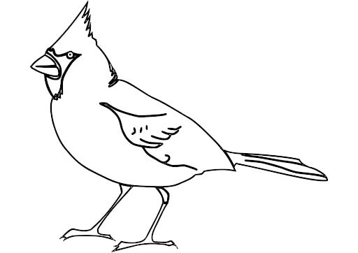 Cardenal Norteño