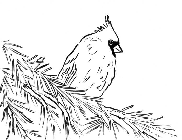 Cardenal Simple