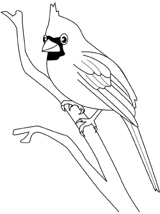 Cardenal Sonriendo