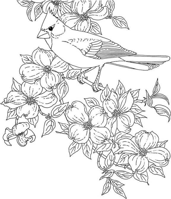 Cardenal de Virginia