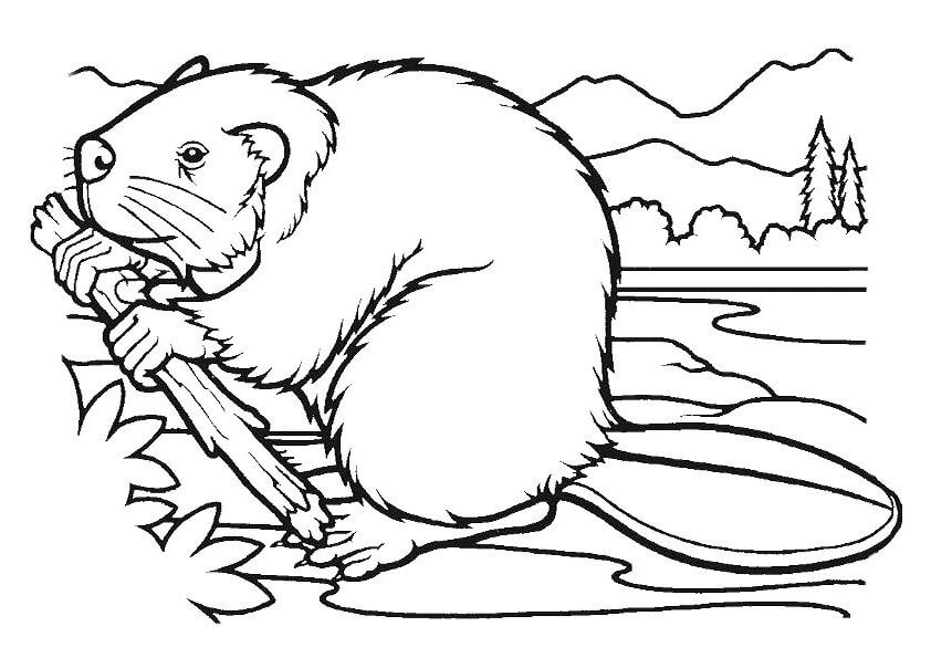Castor Come un Tronco