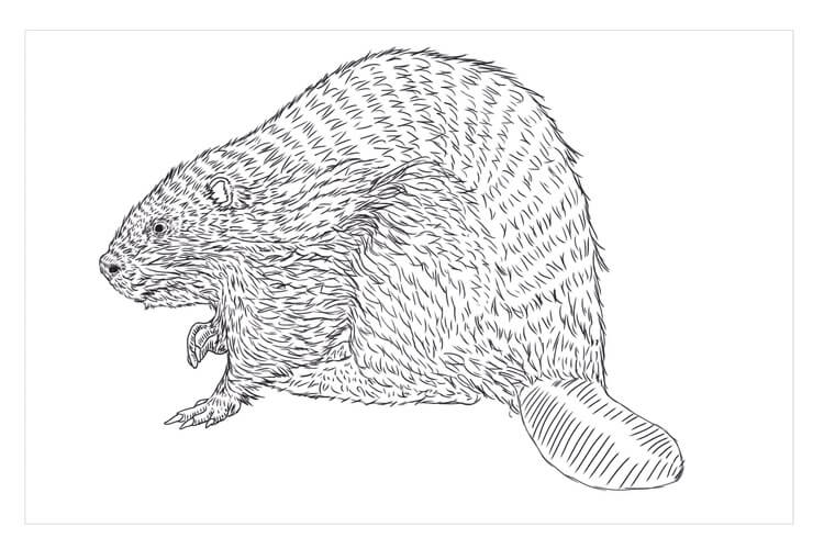 Castor Euroasiático