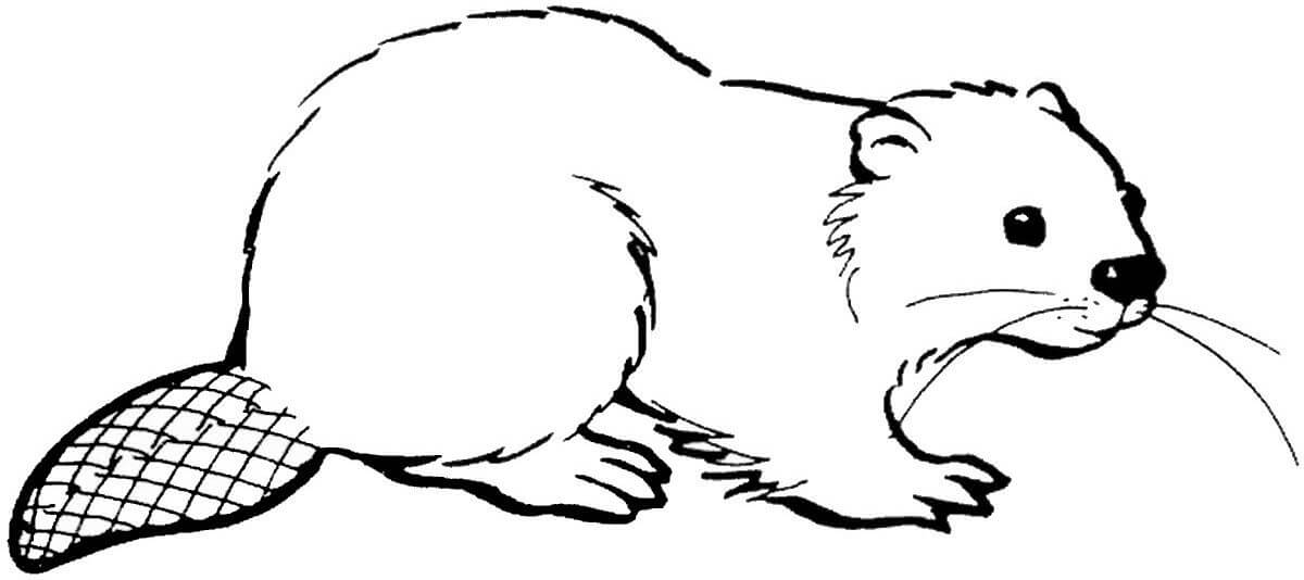 Castor Normal