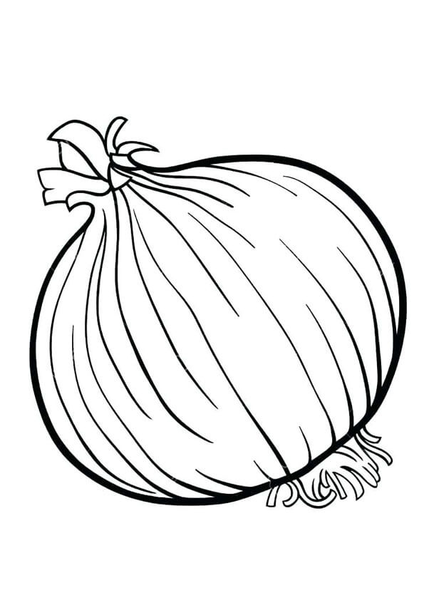 Cebolla Básica