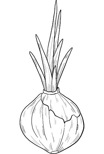 Cebolla Germinada
