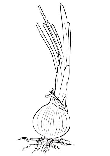 Cebolla Imprimible