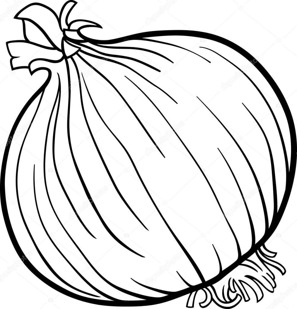 Cebolla Normal