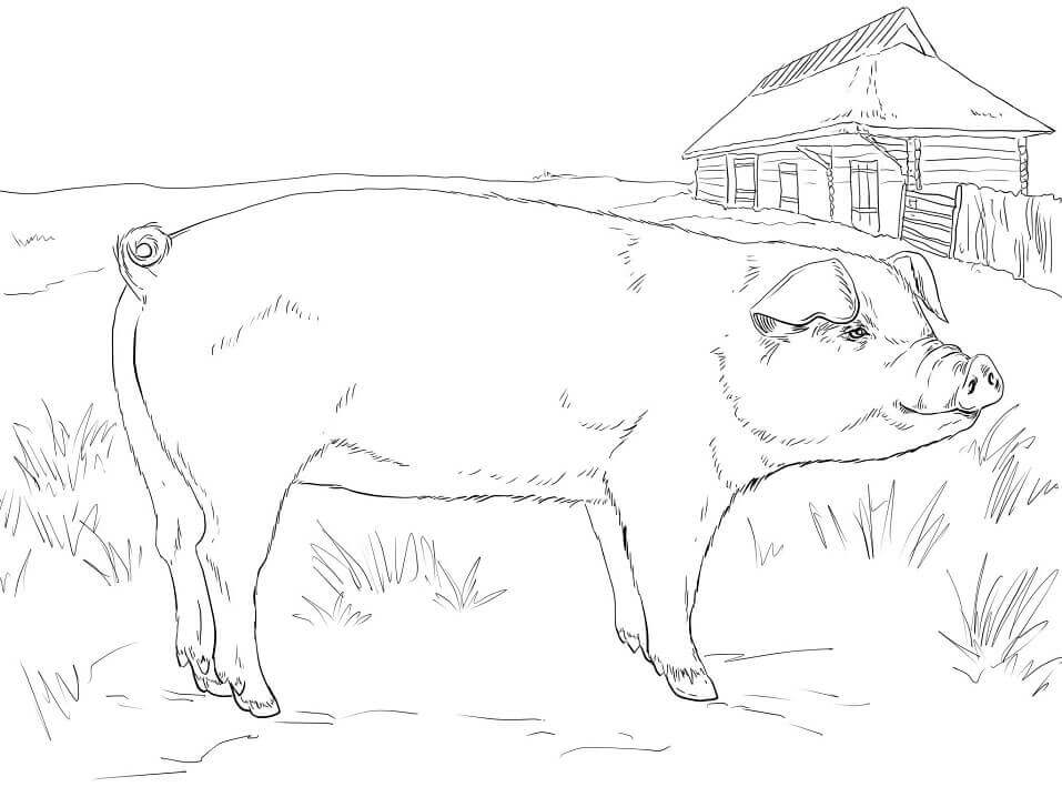 Cerdo Adulto